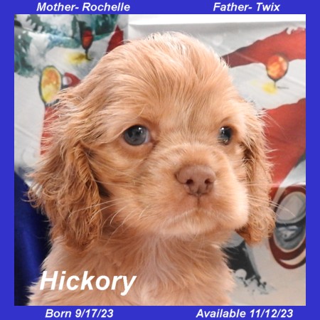 puppy, for, sale, Cocker Spaniel, Joe & Cherri  Overlease, dog, breeder, Miller, MO, dog-breeder, puppy-for-sale, forsale, nearby, find, puppyfind, locator, puppylocator, aca